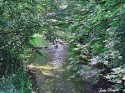 27th Jul 2013 - A Shady Brook.