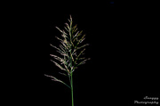 25th Jul 2013 - Day 206 - Minimalist Grass
