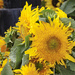 Sunflowers by gardencat