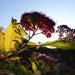 Back lit flowering bush - 06-7 by barrowlane