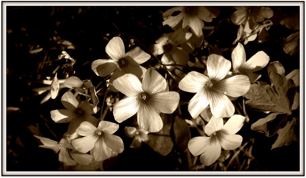 flowers in sepia   by beryl