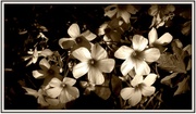 27th Jul 2013 - flowers in sepia  
