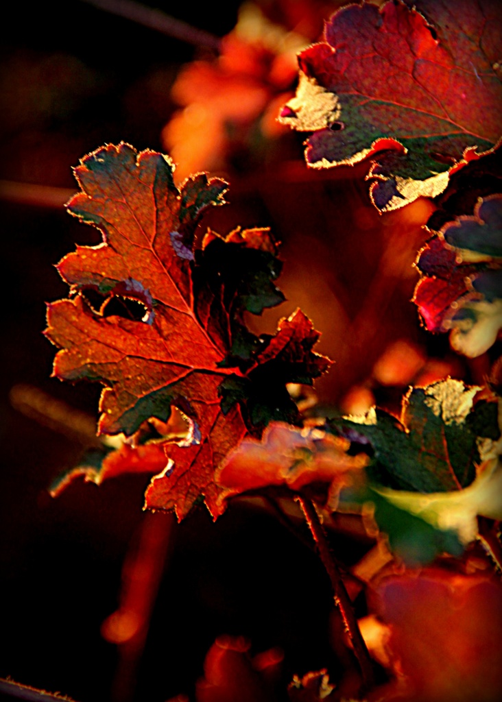 Late Day Light on Leaves by calm