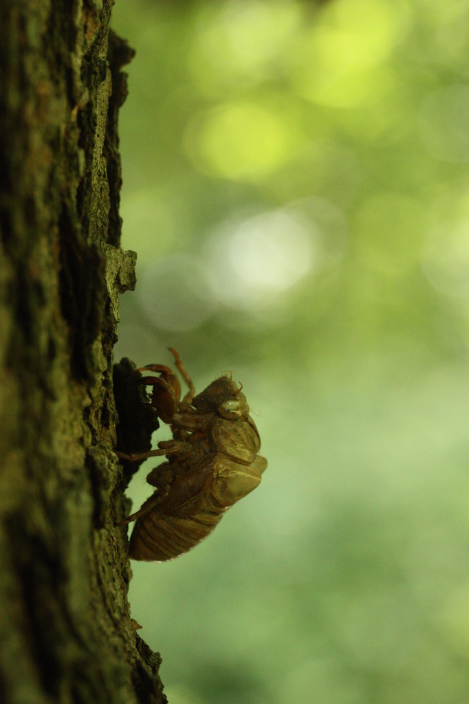 cicada husk by mzzhope