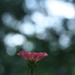 single flower by mzzhope