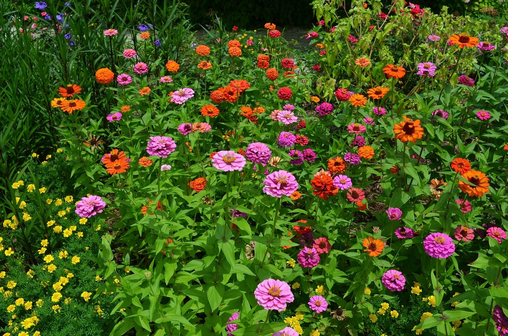 Zinnias, Magnolia Gardens, Charleston, SC by congaree