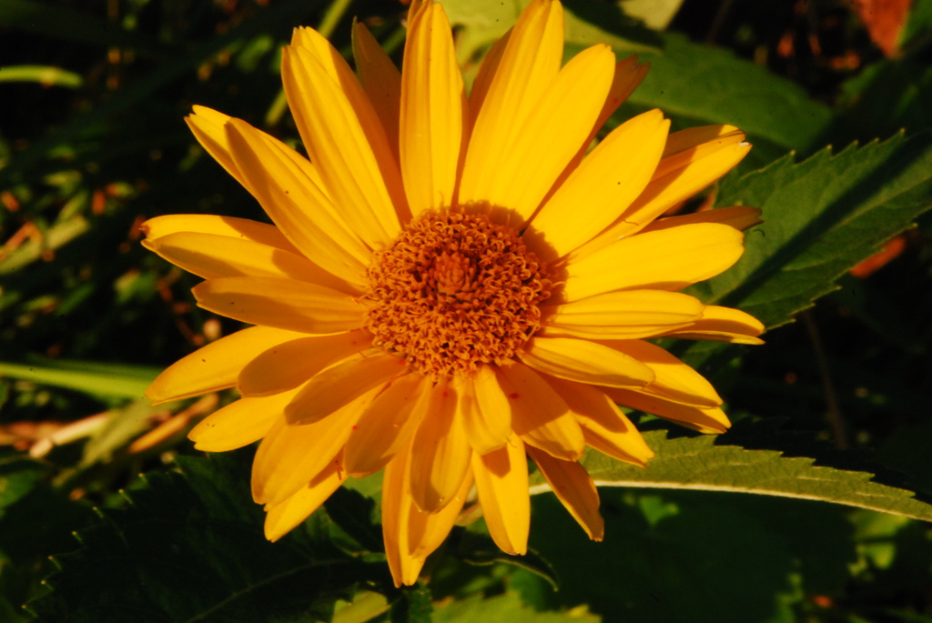 Yellow Daisy by farmreporter