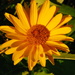 Yellow Daisy by farmreporter