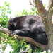 Bear sleeping in a tree by elisasaeter