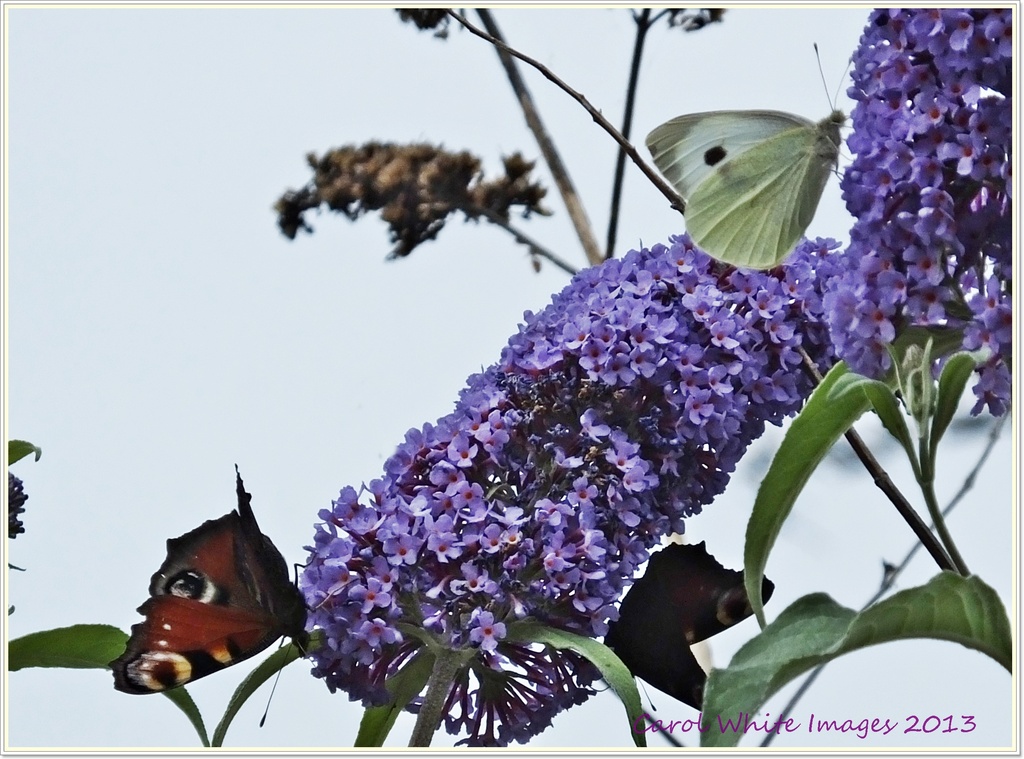 Butterflies And Buddleia by carolmw