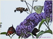 28th Jul 2013 - Butterflies And Buddleia