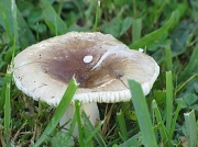 29th Aug 2010 - mushroom