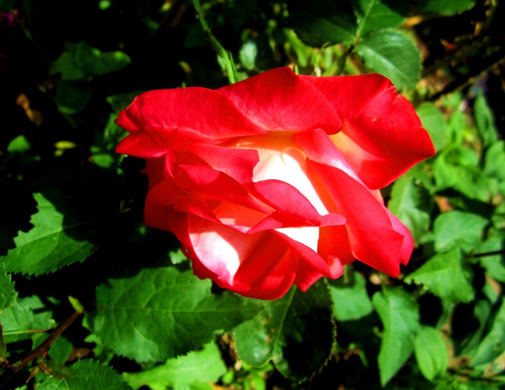 Crveno-bijela ruža by vesna0210