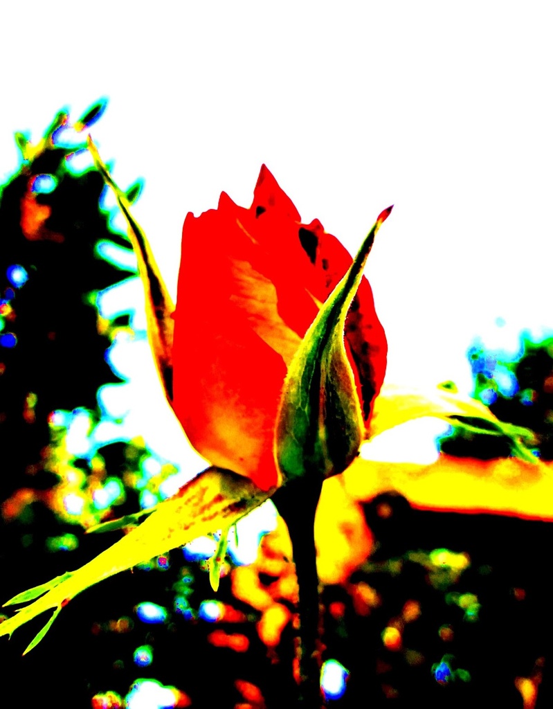 Slika ruže by vesna0210