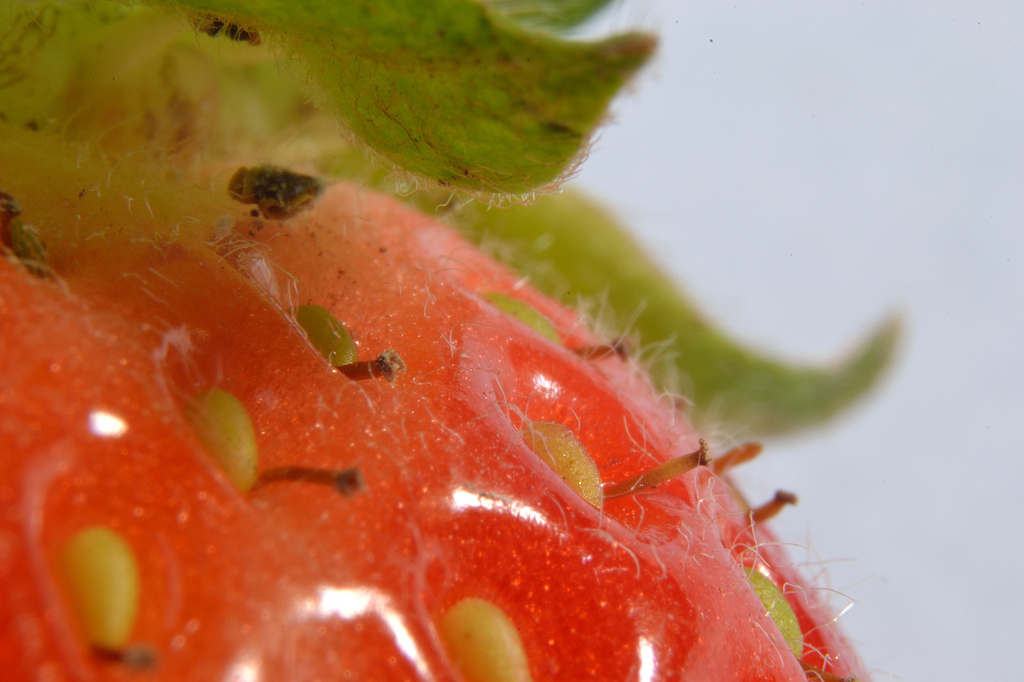Strawberry seeds by richardcreese