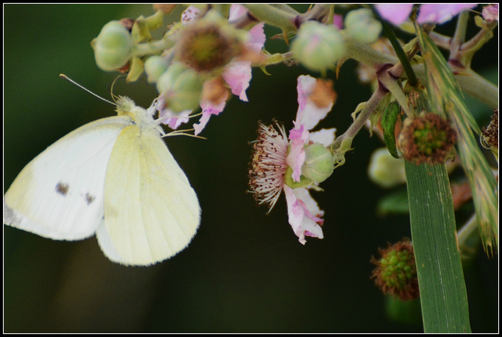 Butterfly by rosiekind