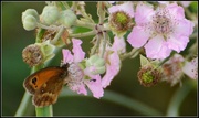28th Jul 2013 - Blackberries with a meadow brown