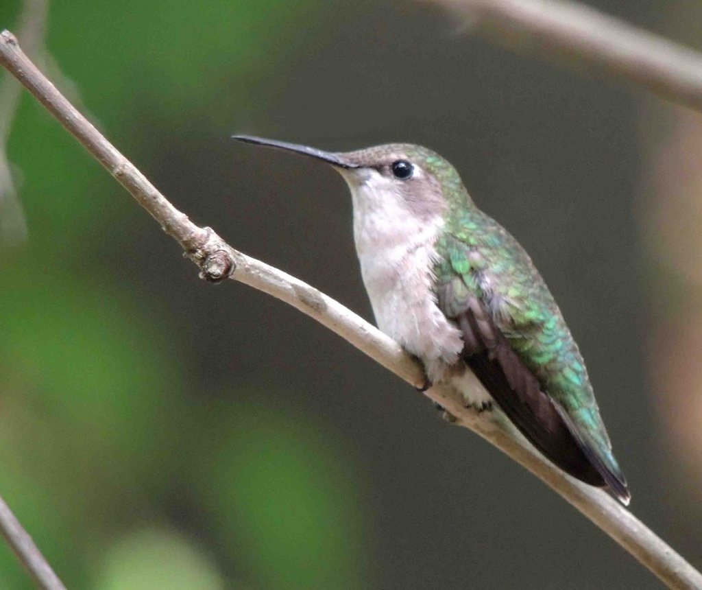 Hummingbird Watch by sunnygreenwood