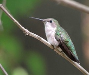 24th Jul 2013 - Hummingbird Watch