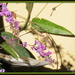 Hardenbergia by kiwiflora