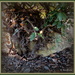Ficus pumila by kiwiflora