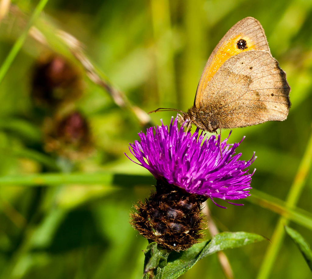 27th July 2013 Butterfly on a thistle by pamknowler
