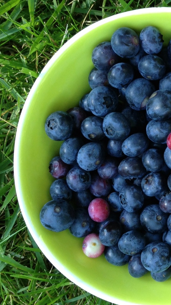 fresh picked blueberries by wiesnerbeth