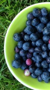 20th Jul 2013 - fresh picked blueberries