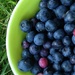 fresh picked blueberries by wiesnerbeth