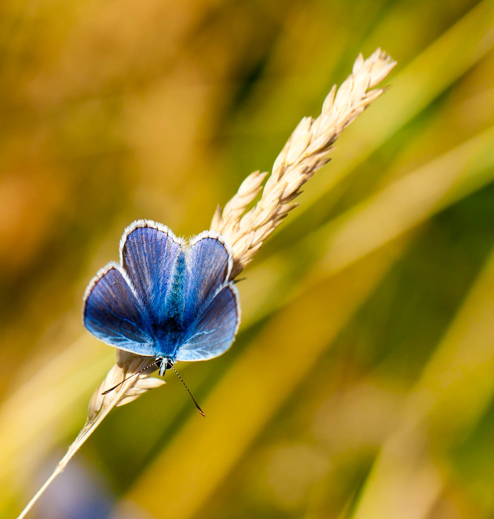 27th July 2013 Little Blue Butterfly by pamknowler