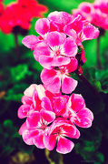 28th Jul 2013 - Pink flowers