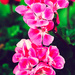 Pink flowers by elisasaeter