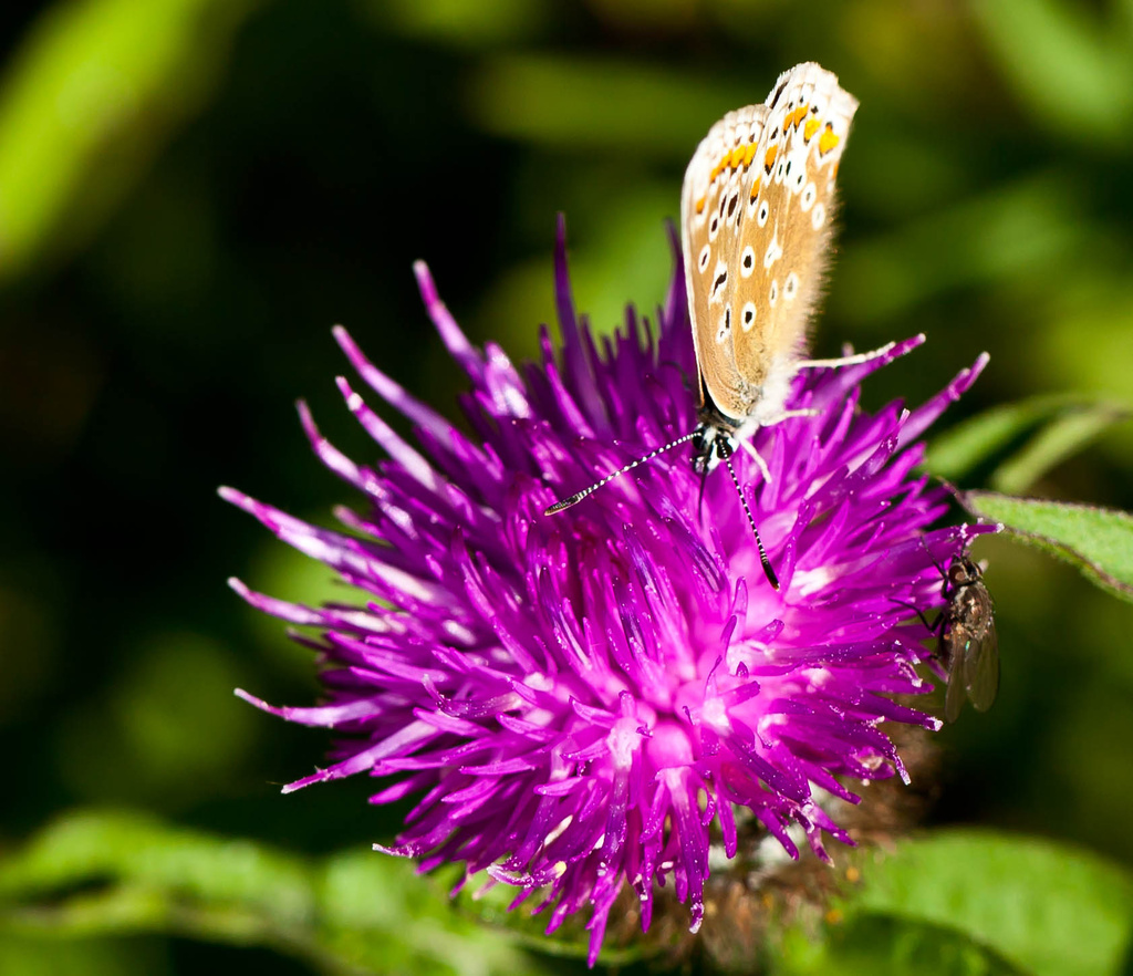27th July 2013  Blue Butterfly on thistle by pamknowler