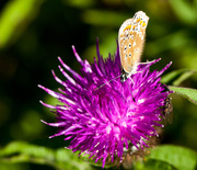 23rd Jul 2013 - 27th July 2013  Blue Butterfly on thistle