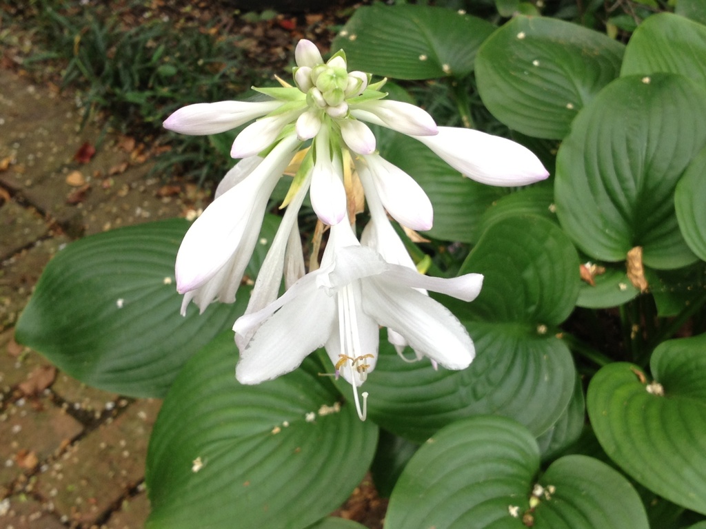 Hosta in bloom in our garden by congaree