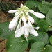Hosta in bloom in our garden by congaree