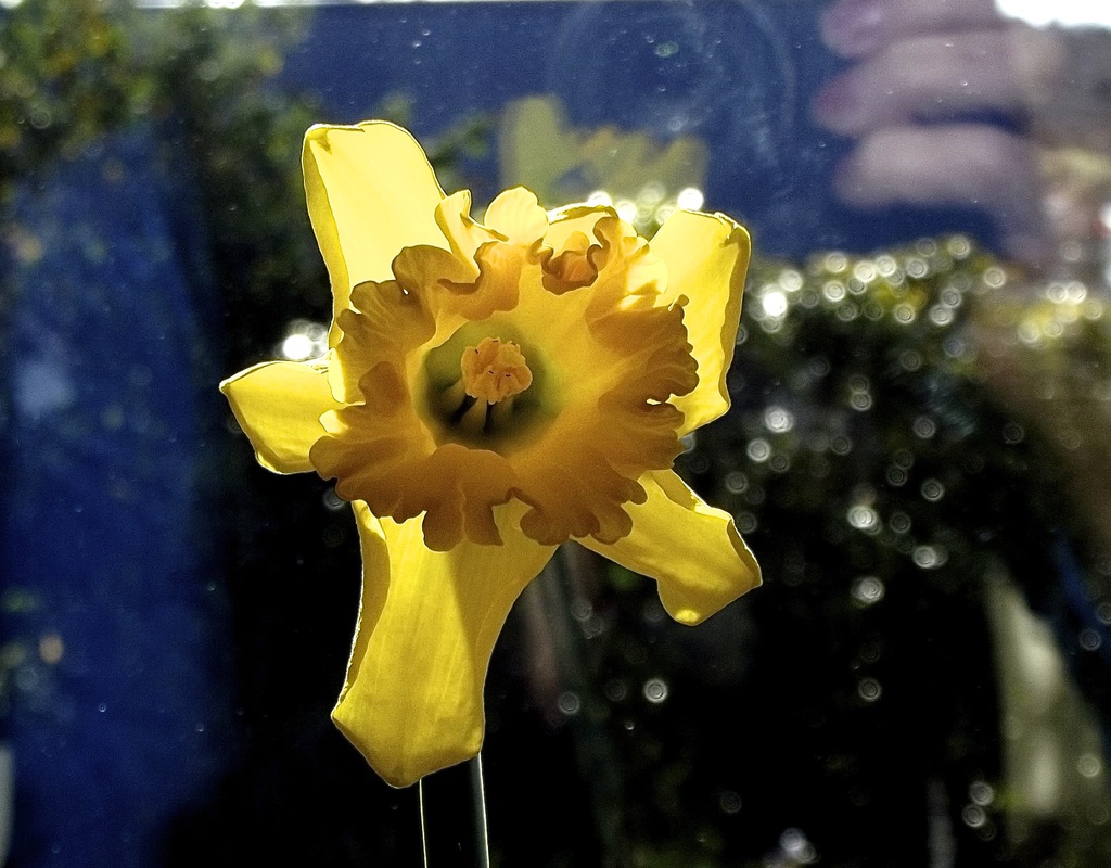 Spring's first daffodil by maggiemae
