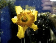28th Jul 2013 - Spring's first daffodil