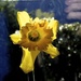 Spring's first daffodil by maggiemae