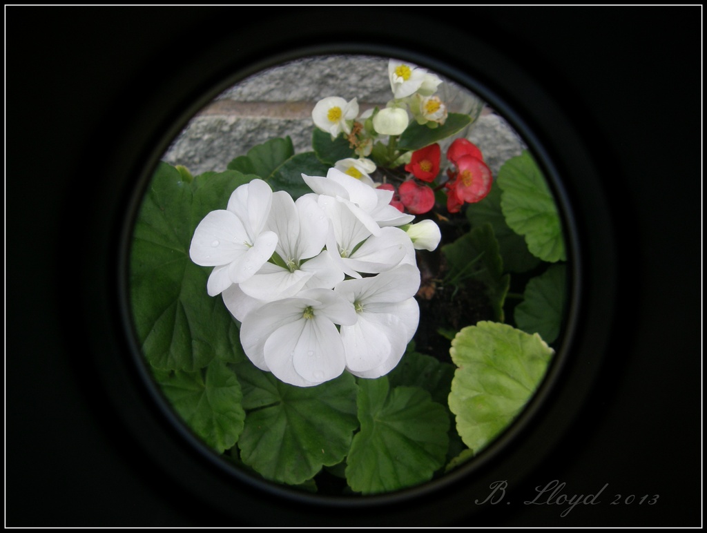 --and through the round window  by beryl