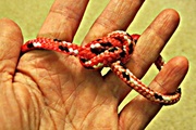 28th Jul 2013 - Knot Review:  Bowline