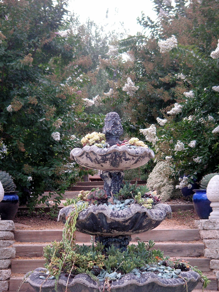 Succulent Fountain by pasadenarose
