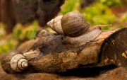 28th Jul 2013 - Giant Snails
