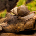 Giant Snails by netkonnexion