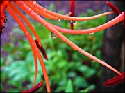 28th Jul 2013 - Raindrop on a Lily