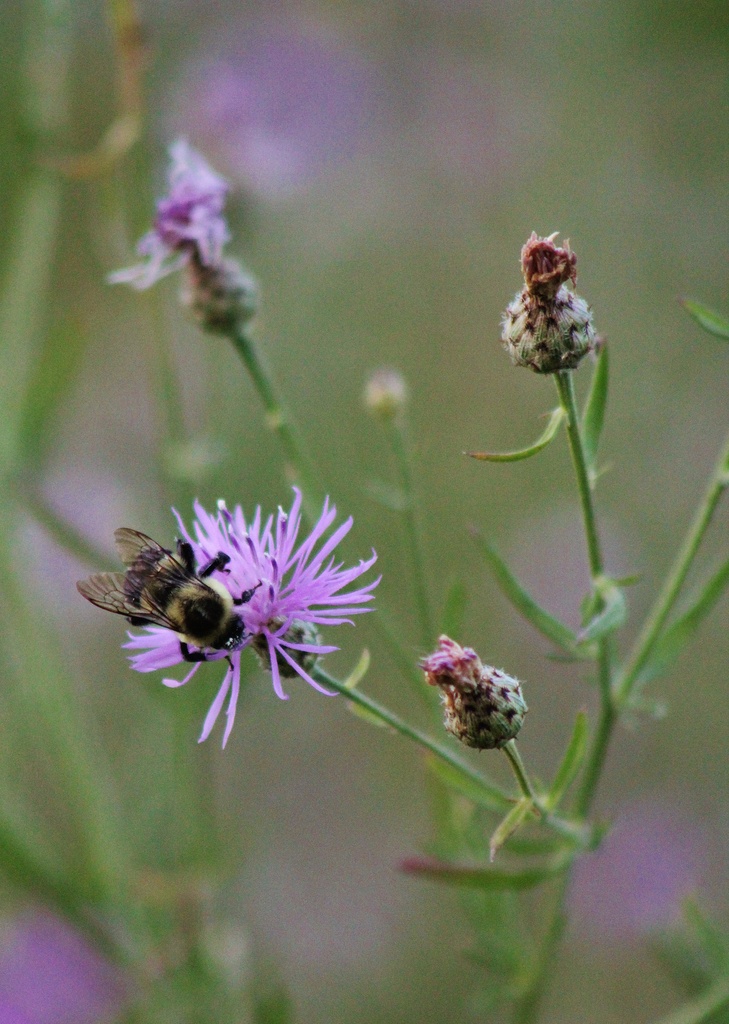 Busy bee by edorreandresen