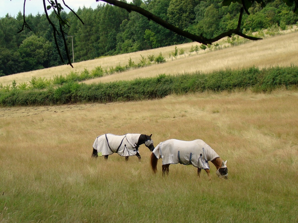 Jul 28: Animals by bulldog