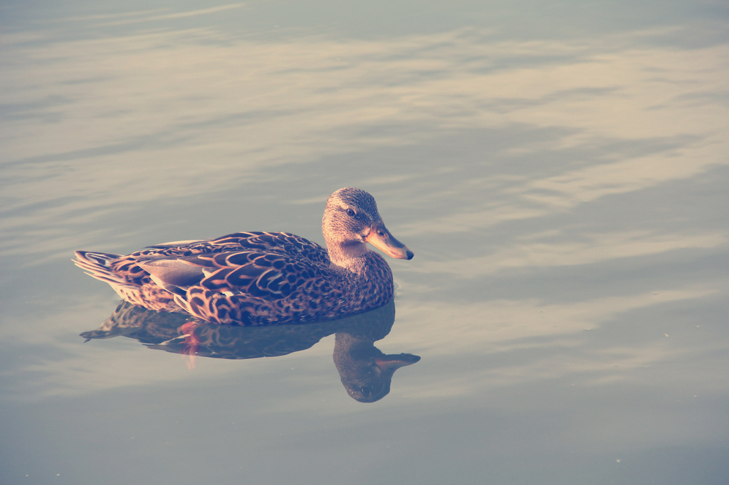 Duckie by susale