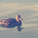 Duckie by susale