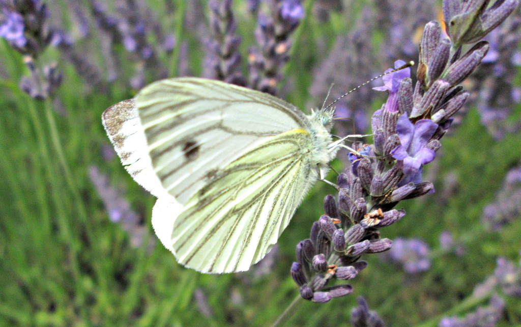 green-veined cabbage white feasting on lavender by quietpurplehaze